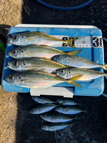 アジの釣果