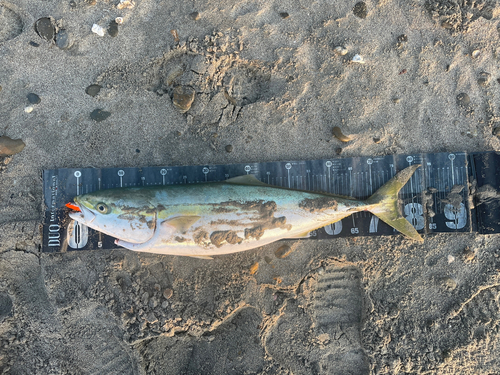 ブリの釣果