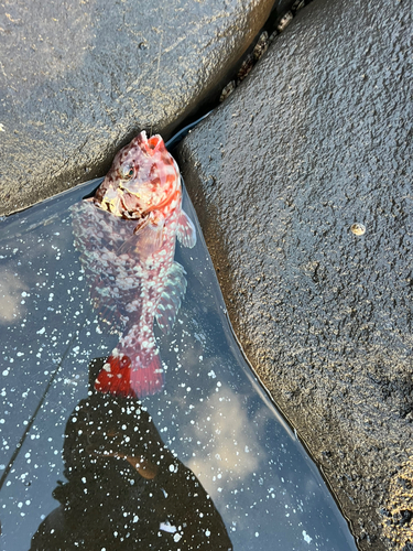 ハマチの釣果