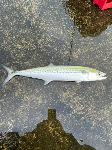 サゴシの釣果