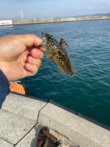 アナハゼの釣果