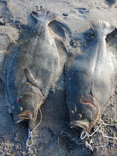 ヒラメの釣果