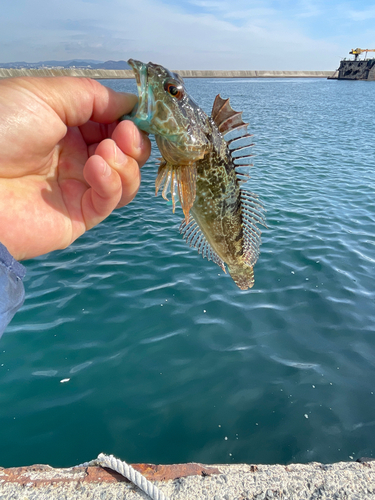 アナハゼの釣果