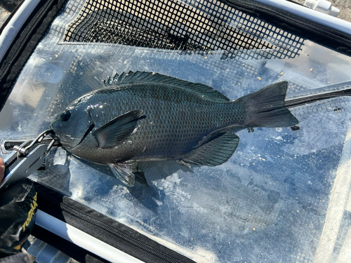 メジナの釣果