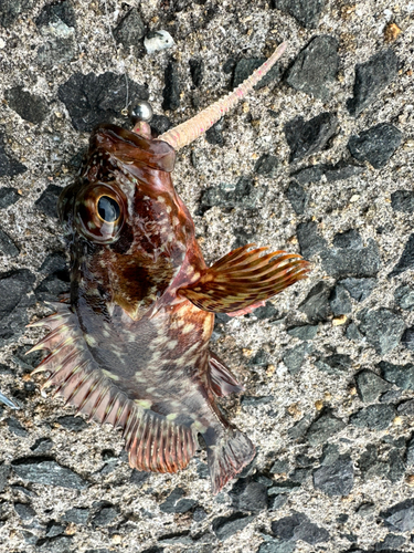 カサゴの釣果