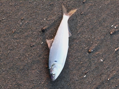 コノシロの釣果