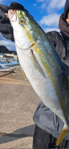 イナダの釣果