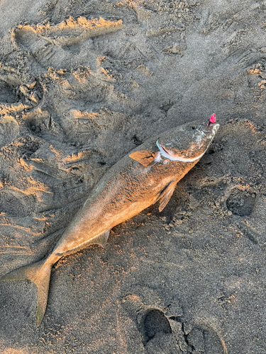 ブリの釣果