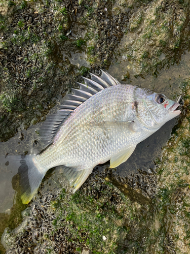 キビレの釣果