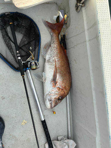 マダイの釣果