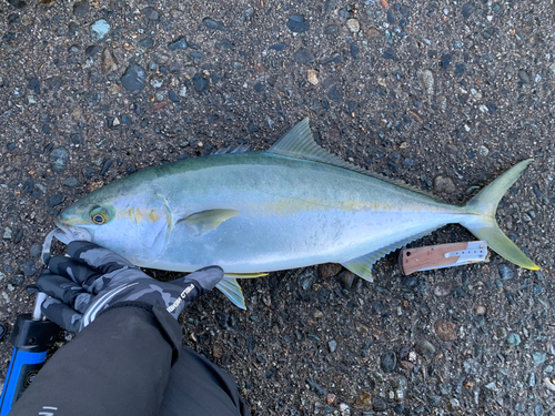 ヒラマサの釣果