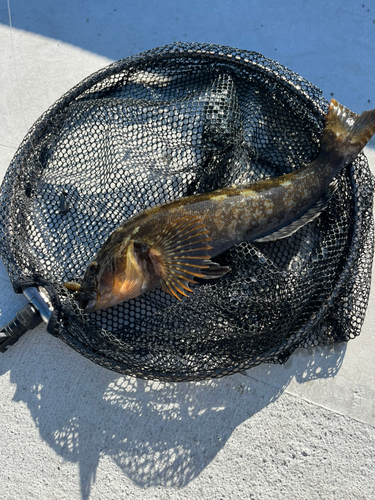 アイナメの釣果