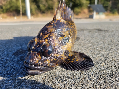 オウゴンムラソイの釣果