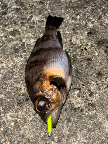 メバルの釣果