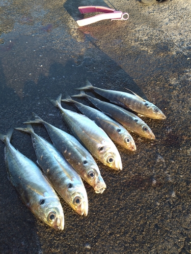 アジの釣果