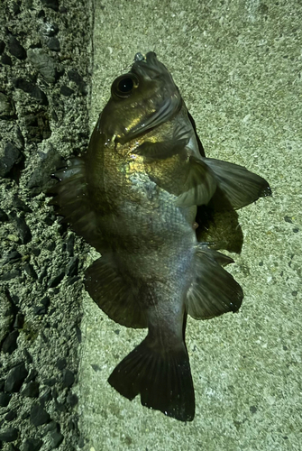 アカメバルの釣果