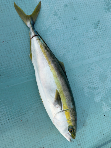 ハマチの釣果