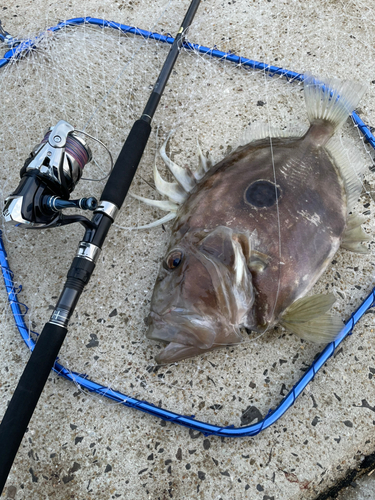 マトウダイの釣果