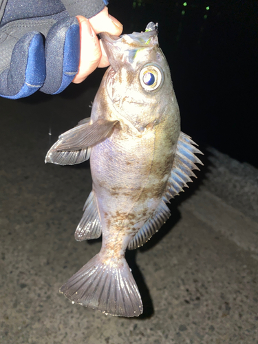 シロメバルの釣果