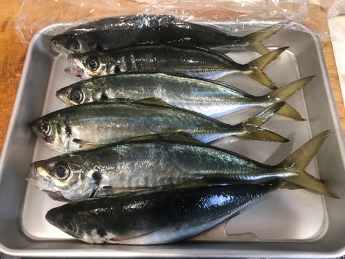 アジの釣果