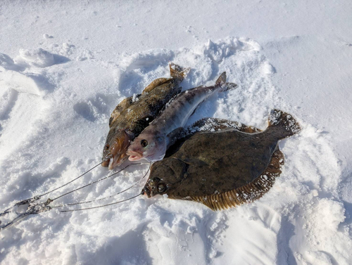 マコガレイの釣果