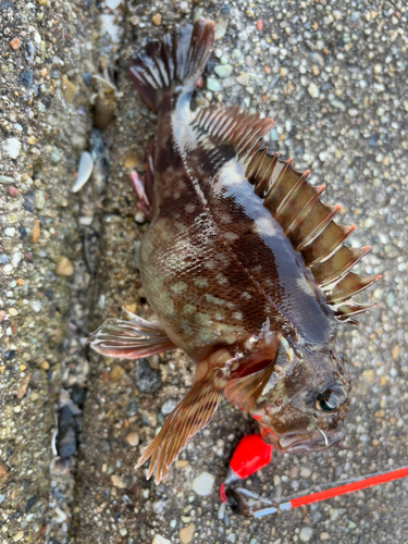 カサゴの釣果