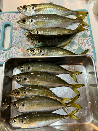 アジの釣果