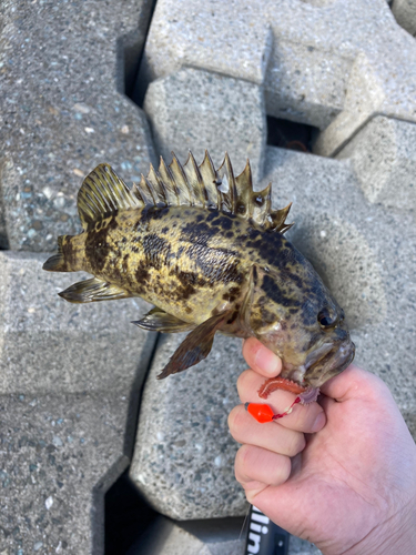 タケノコメバルの釣果