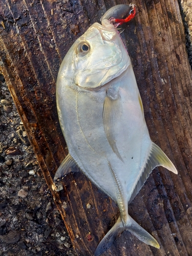 メッキの釣果