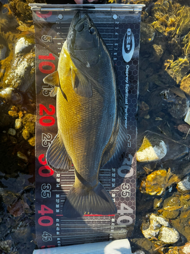 スモールマウスバスの釣果