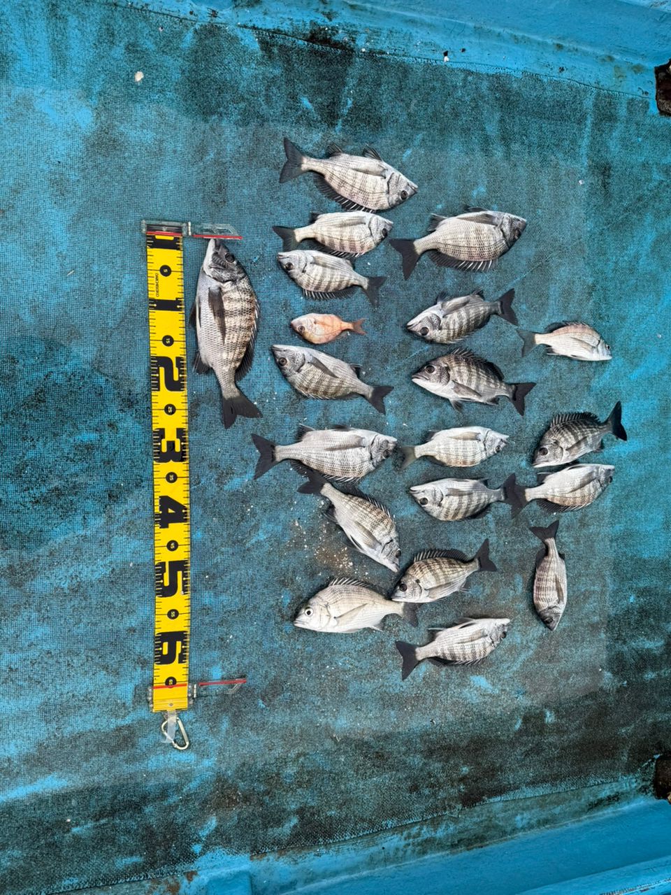 滝さんの釣果 1枚目の画像
