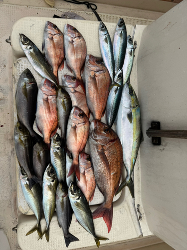 マダイの釣果