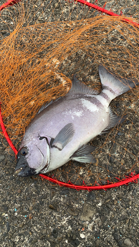 イシダイの釣果