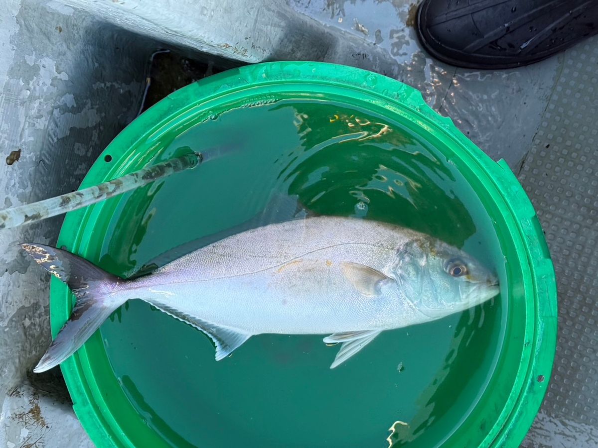 釣りバカニャンコ丸さんの釣果 2枚目の画像