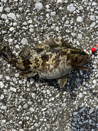 タケノコメバルの釣果