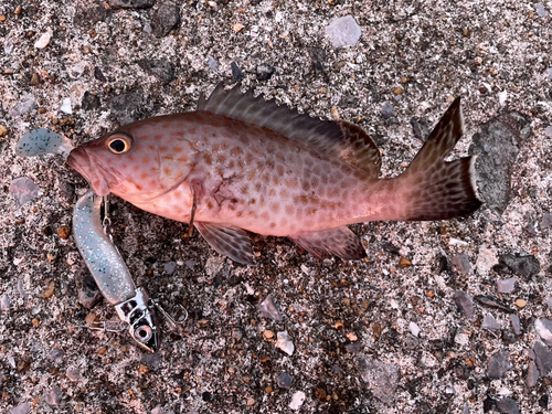 オオモンハタの釣果