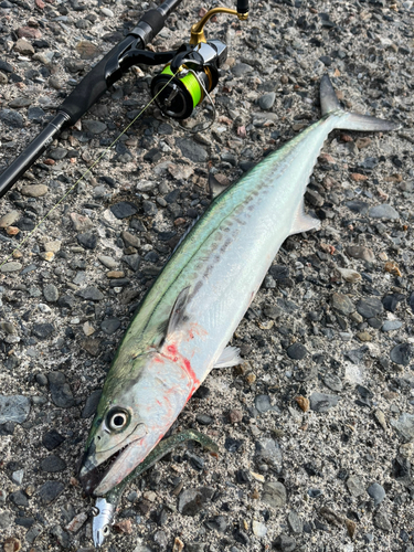 サゴシの釣果