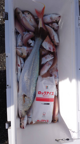 ニベの釣果