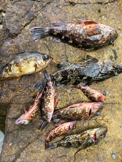 カサゴの釣果