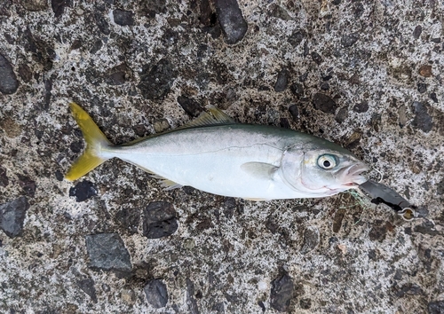 ワカシの釣果