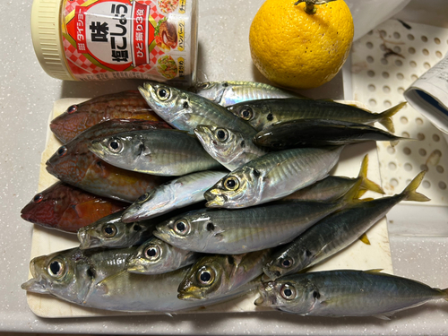 アジの釣果