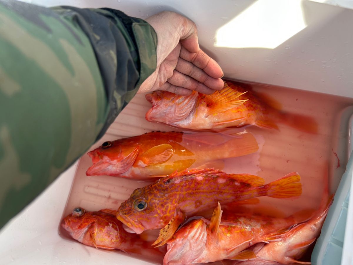 釣り吉どん兵衛さんの釣果 1枚目の画像