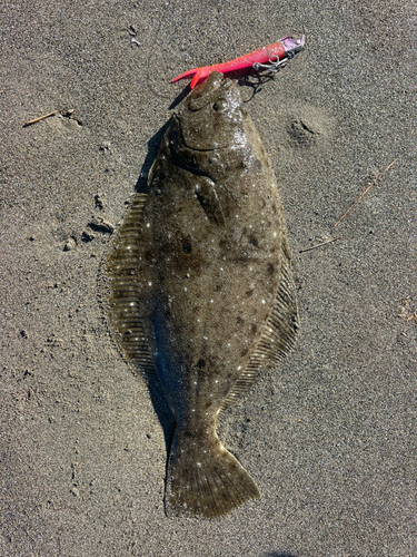 ヒラメの釣果