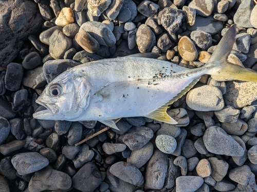 メッキの釣果