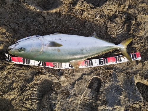 ブリの釣果