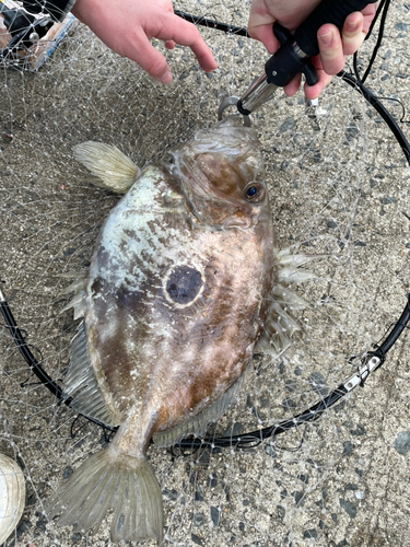 マトウダイの釣果