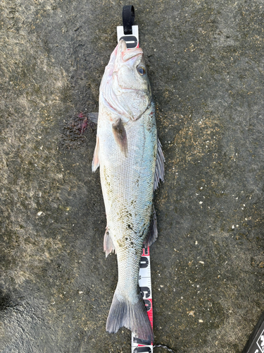 スズキの釣果