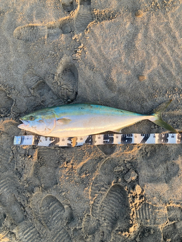 ブリの釣果