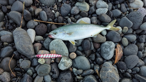 ワカシの釣果