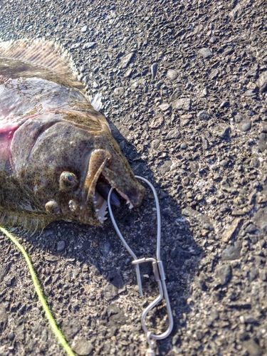 ヒラメの釣果